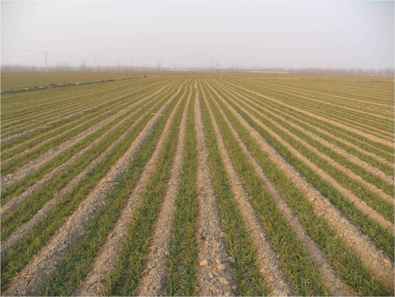 每亩种多少麦苗最适合？掌握这个小麦播种计算公式，省水又高产！
