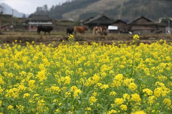 你知道“春分”用英语怎么翻译吗？丨双语说节气