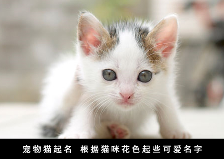 关于猫的工会名字大全好听的宠物猫名字大全 起名大全：宠物猫名字大全