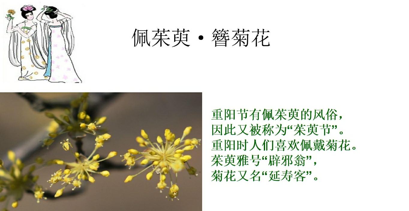 重阳节送什么花给老人比较好(适合重阳节送人的花卉有哪些)