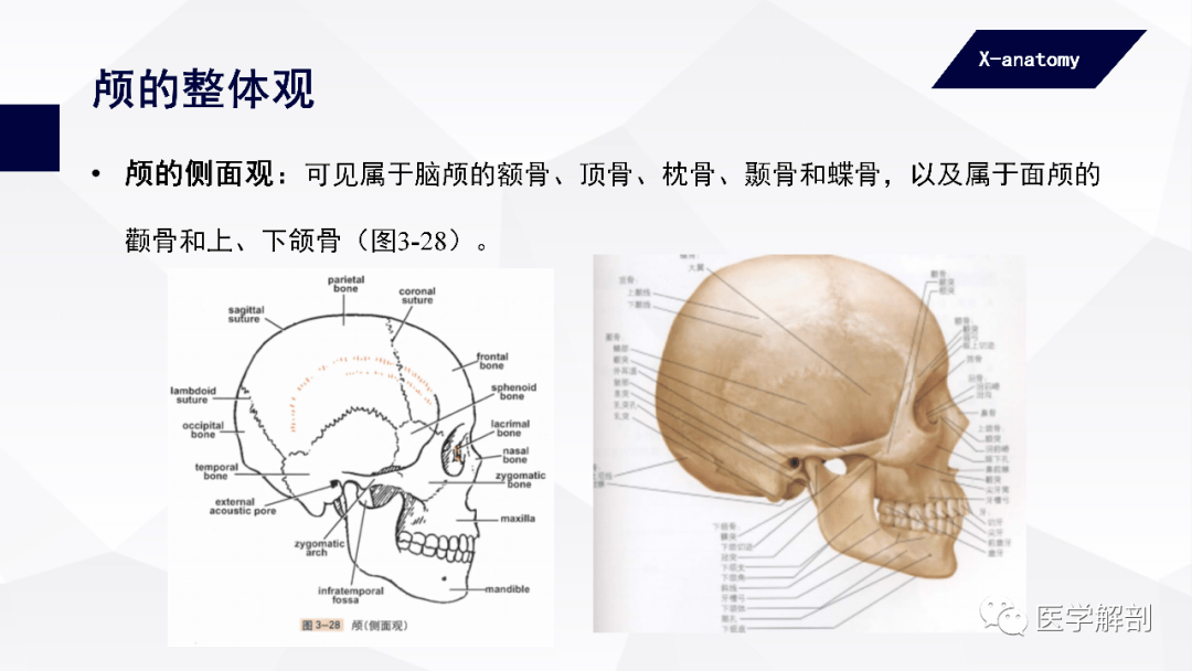 骨相之脑后有反骨