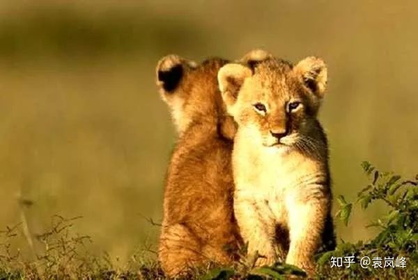 捕杀狮子摆拍的是你们，保护动物要死要活的也是你们…… | 躺倒大自然第7期