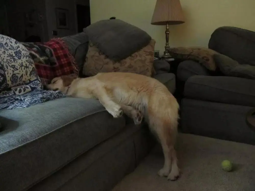 狗狗8种睡姿，可以看出它是否有安全感！