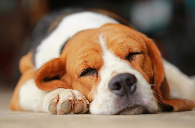 狗狗8种睡姿，可以看出它是否有安全感！