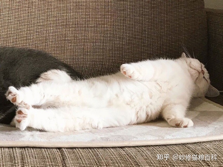 猫咪如果有这些睡姿，说明它的性格好，那就要恭喜你了