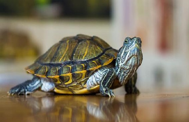 家中养乌龟的风水说法，养龟的禁忌有哪些？