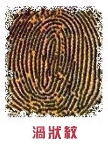 文殊宝缦：手指纹隐藏着人类智能的密码