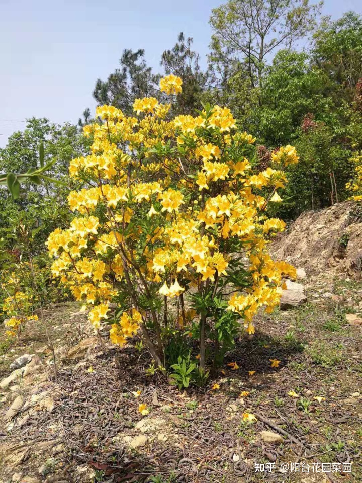 12生肖对应的“幸运花”，你属啥，旺你的花就是它