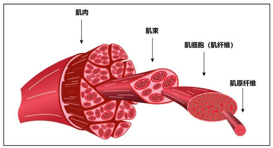 单眼皮的人比双眼皮的要容易长抬头纹吗？