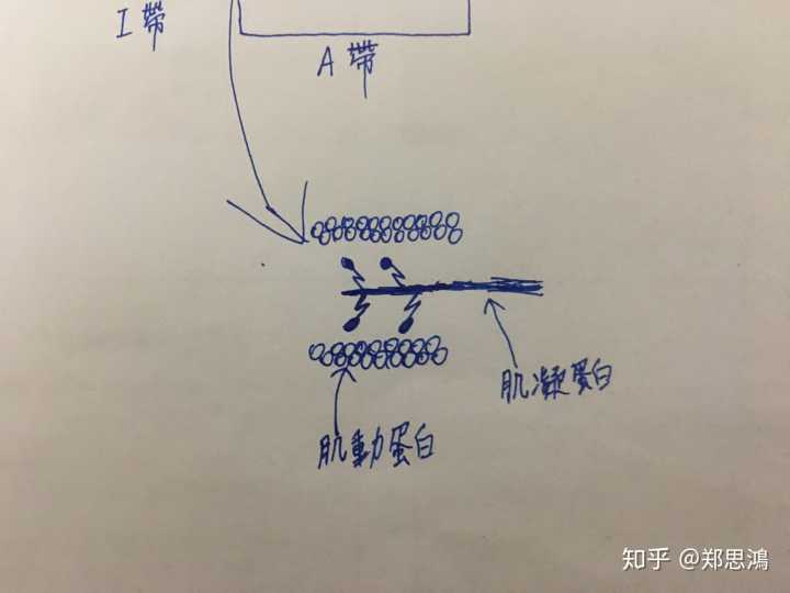 单眼皮的人比双眼皮的要容易长抬头纹吗？