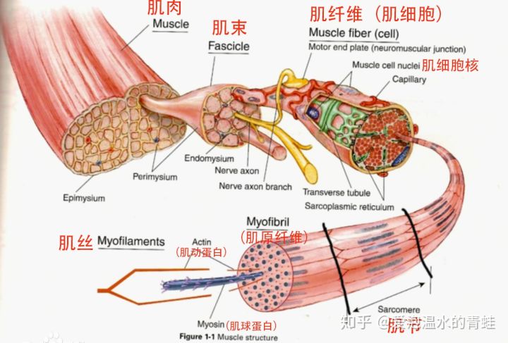 单眼皮的人比双眼皮的要容易长抬头纹吗？