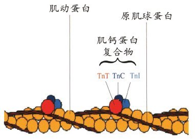 单眼皮的人比双眼皮的要容易长抬头纹吗？