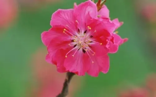 比肩多的女命桃花多吗 三个比肩的女人好不好