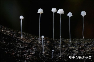 智商超高的星座都有哪些