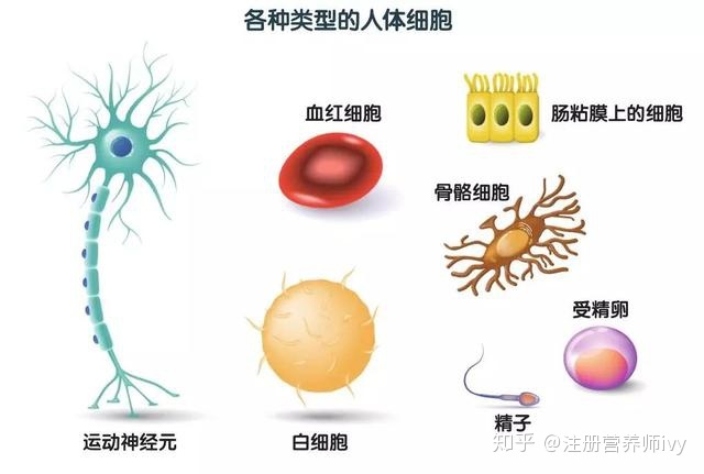 手上长痣 揭秘右手的手背上长痣的含义