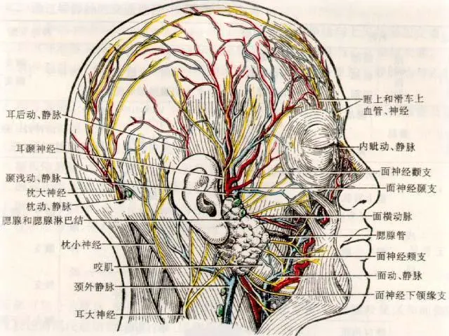 “左眼跳财，右眼跳灾”眼皮这样跳，无关财与灾，是身体在警示！