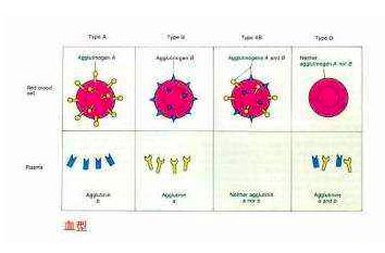 世界上最稀有的血型
