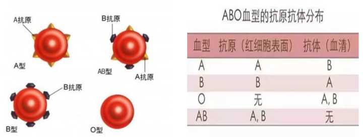 世界上最稀有的血型