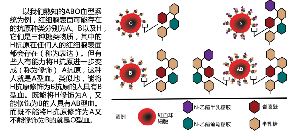 世界上最稀有的血型