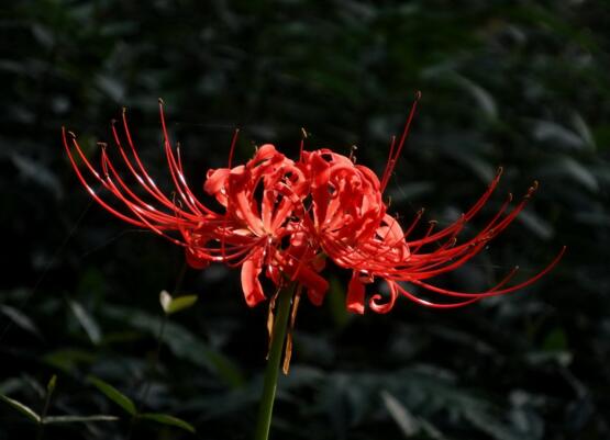 十二星座的死亡之花，盘点12种寓意死亡的绝美花朵