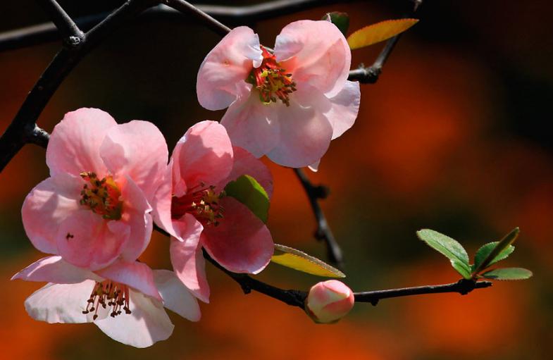 海棠花的寓意和象征（花中神仙之秋海棠介绍）