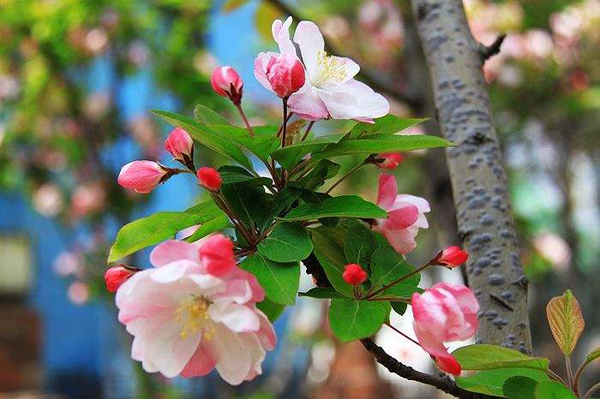 海棠花的寓意和象征（花中神仙之秋海棠介绍）