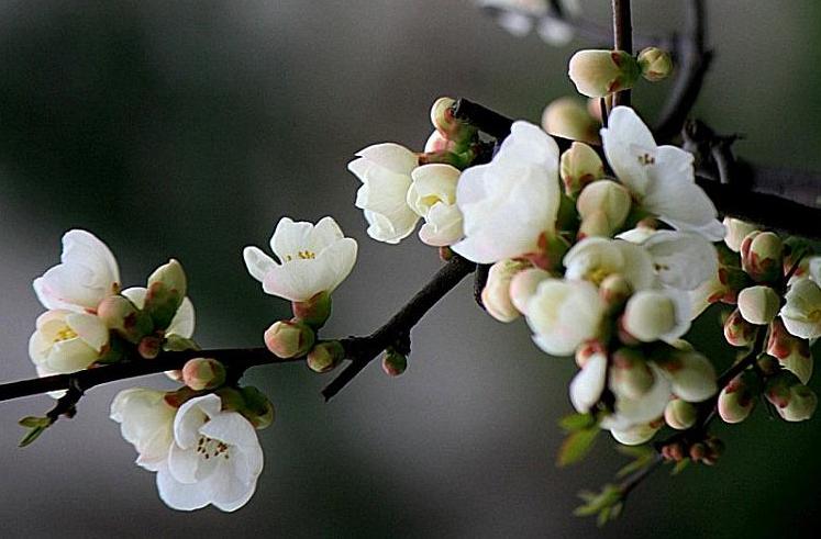 海棠花的寓意和象征（花中神仙之秋海棠介绍）