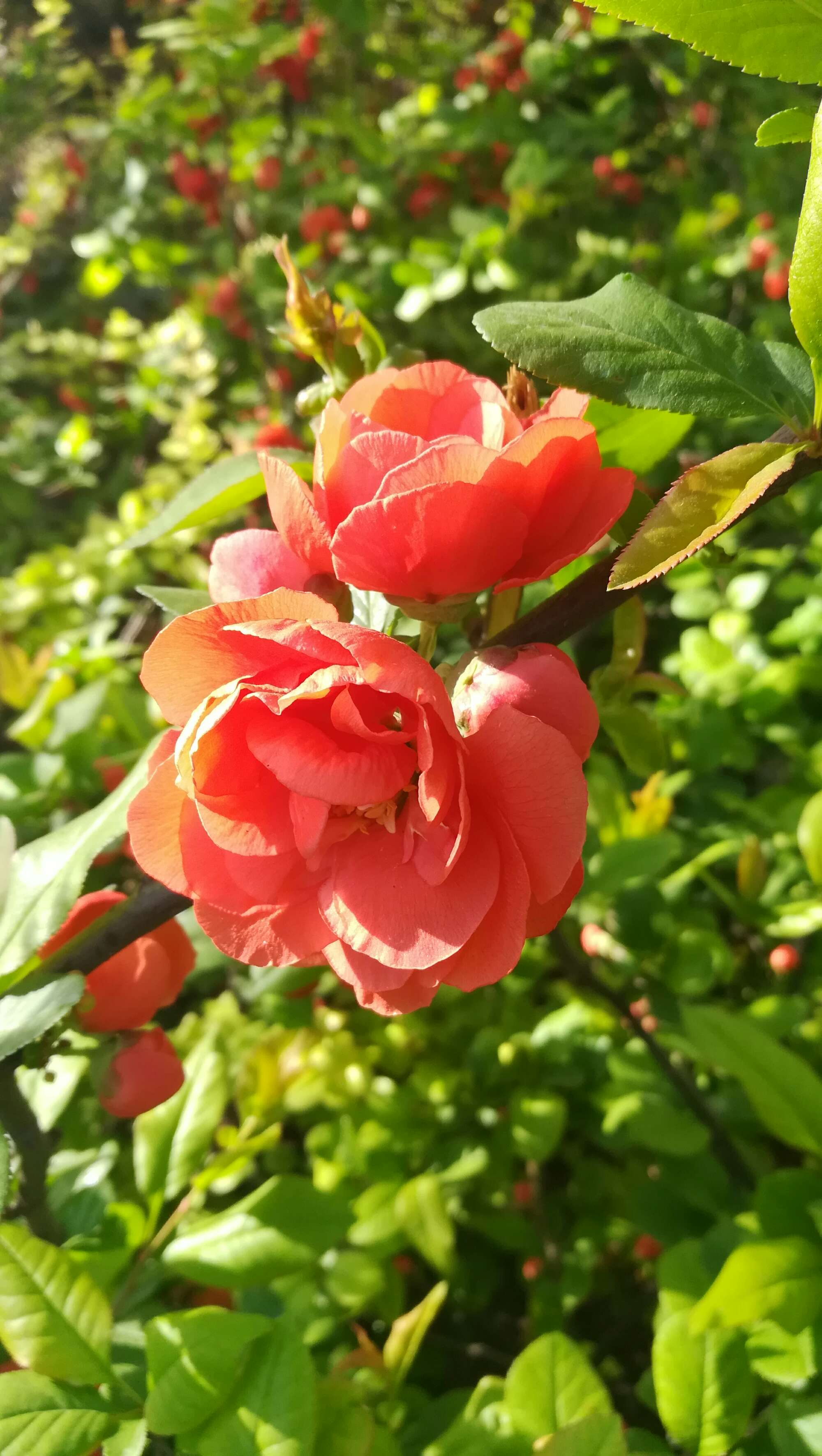 海棠花的寓意和象征（花中神仙之秋海棠介绍）