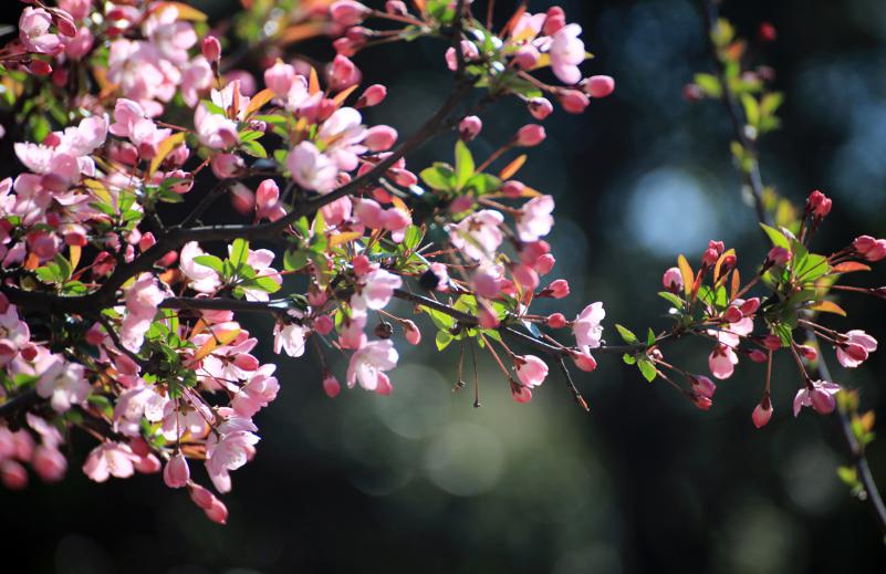 海棠花的寓意和象征（花中神仙之秋海棠介绍）