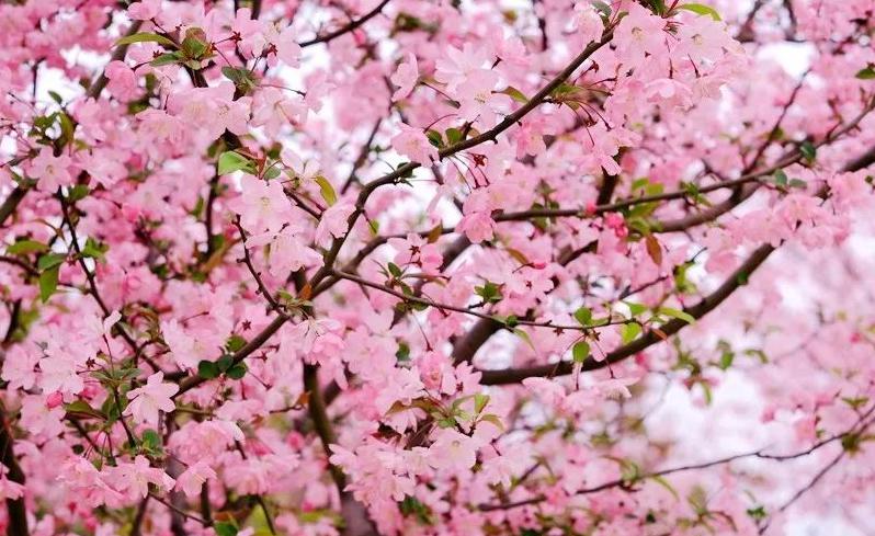 海棠花的寓意和象征（花中神仙之秋海棠介绍）