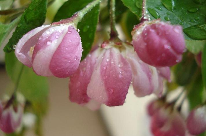 海棠花的寓意和象征（花中神仙之秋海棠介绍）