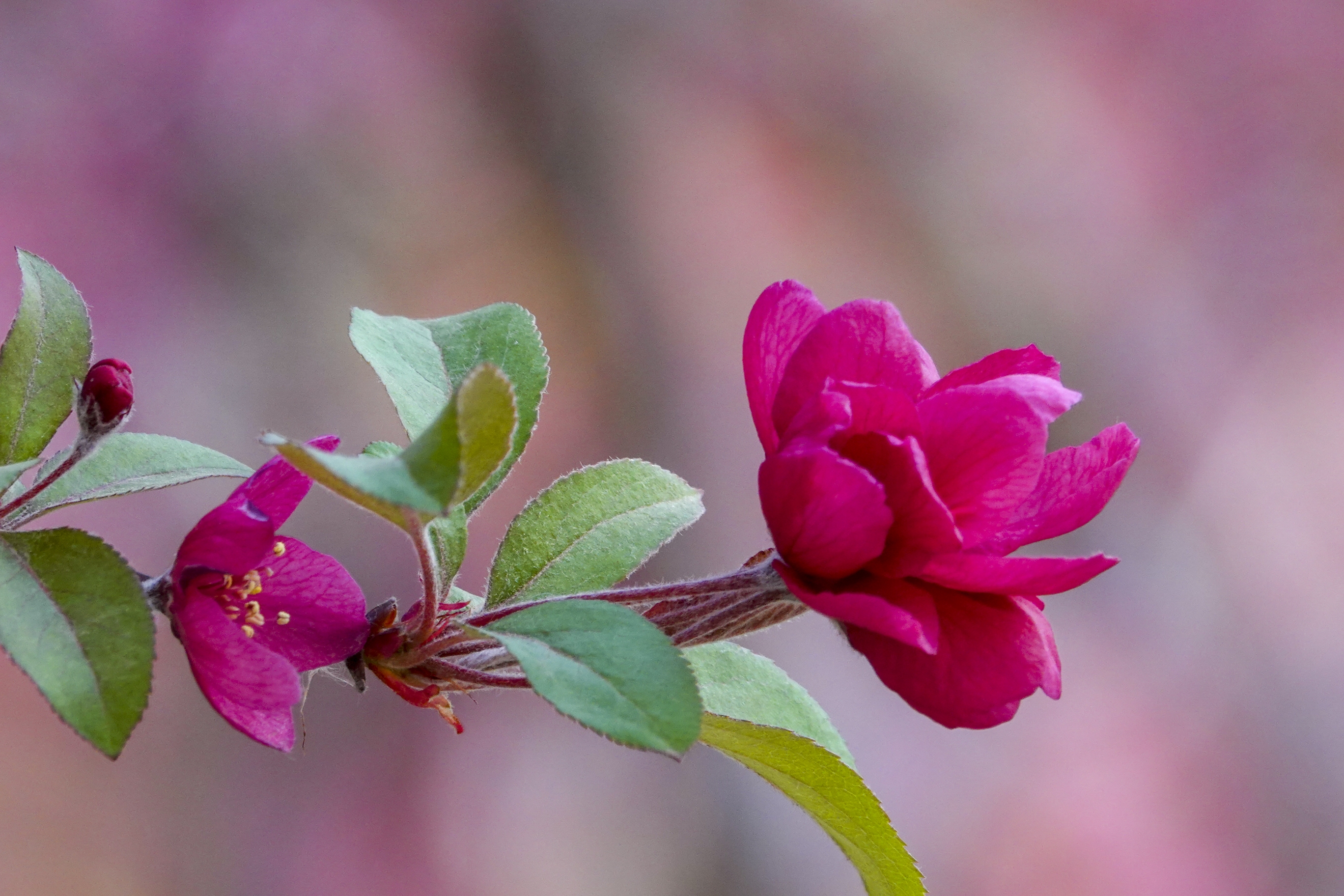 海棠花的寓意和象征（花中神仙之秋海棠介绍）