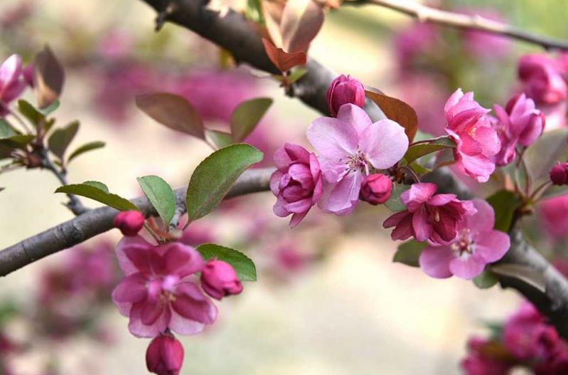 海棠花的寓意和象征（花中神仙之秋海棠介绍）