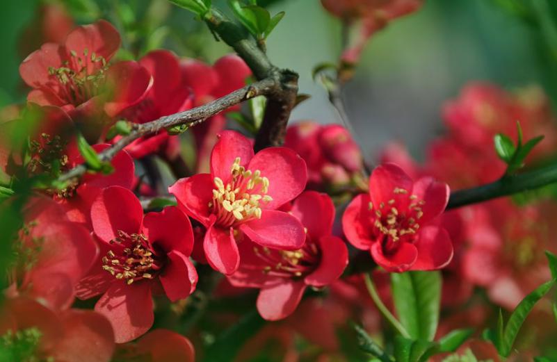 海棠花的寓意和象征（花中神仙之秋海棠介绍）