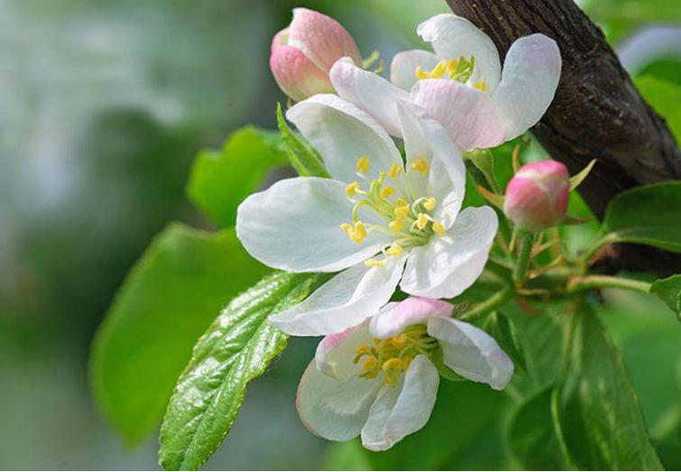 海棠花的寓意和象征（花中神仙之秋海棠介绍）