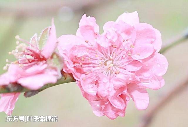 正缘桃花怎么看 八字看桃花的方法