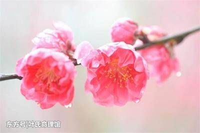 正缘桃花怎么看 八字看桃花的方法