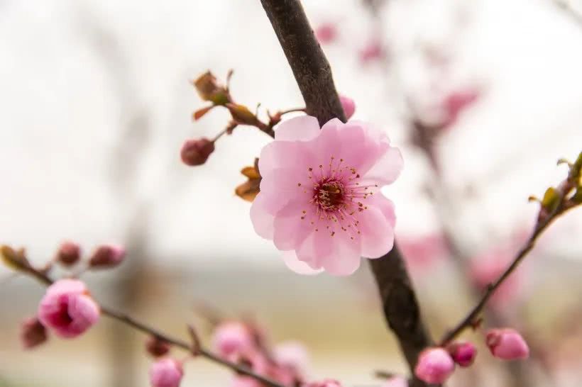 正缘桃花怎么看 八字看桃花的方法