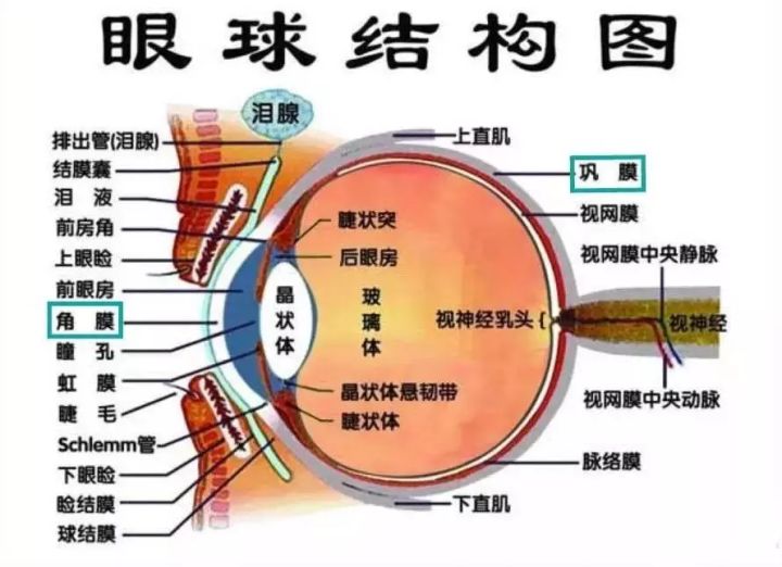 左眼皮老是跳是怎么回事