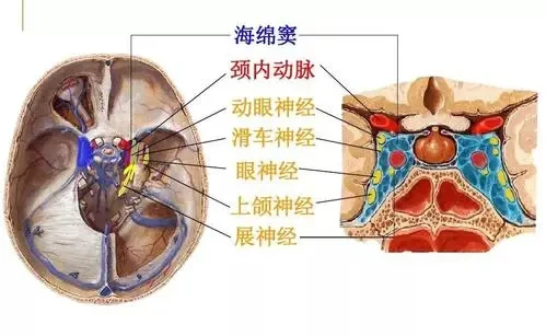 左右眼皮老跳什么原因