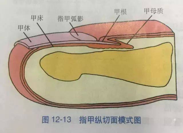 指甲月牙是什么？月牙越多，代表越健康吗