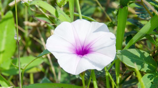 怎样追狮子座女生(如何追求狮子座，爱他就使劲夸)