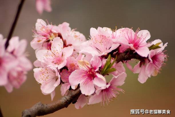 从今天开始，迎来桃花运，会心心相印，被爱情包围的三大星座