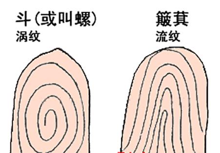 指纹算命图解大全（手指指纹簸箕算命方法）