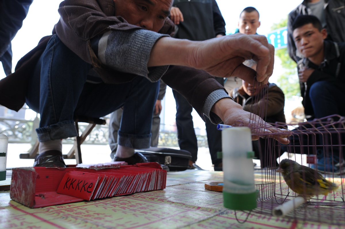 街头“神鸟算命”多是老人上当，两小时骗400元