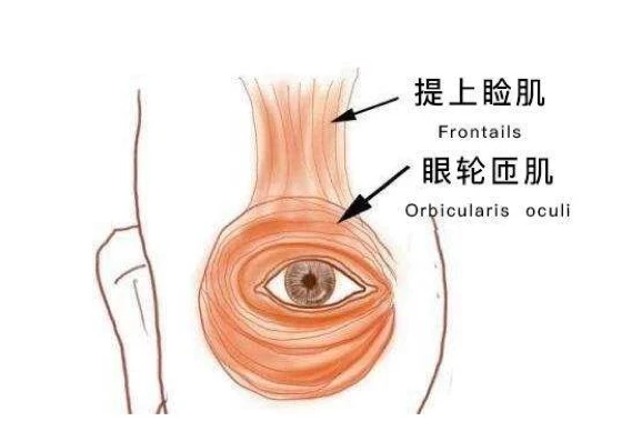 左眼皮跳了好几天了怎么回事 左眼睛跳了好几天了怎么回事