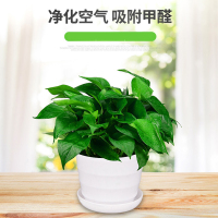 客厅宜摆放什么植物,家居盆栽植物风水论