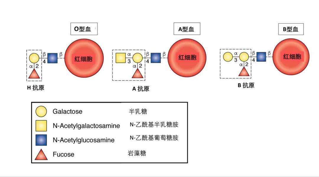 A型、B型、AB型、O型血，哪种血型身体好点？你是哪个血型？