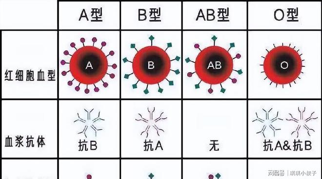 A型、B型、AB型、O型血，哪种血型身体好点？你是哪个血型？