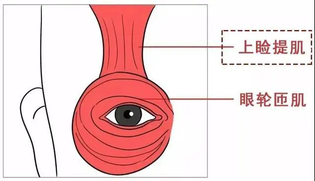 眼皮跳是怎么回事，还在迷信左眼跳喜右眼跳灾？